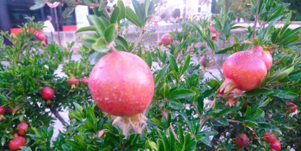 Granada granatova jablka