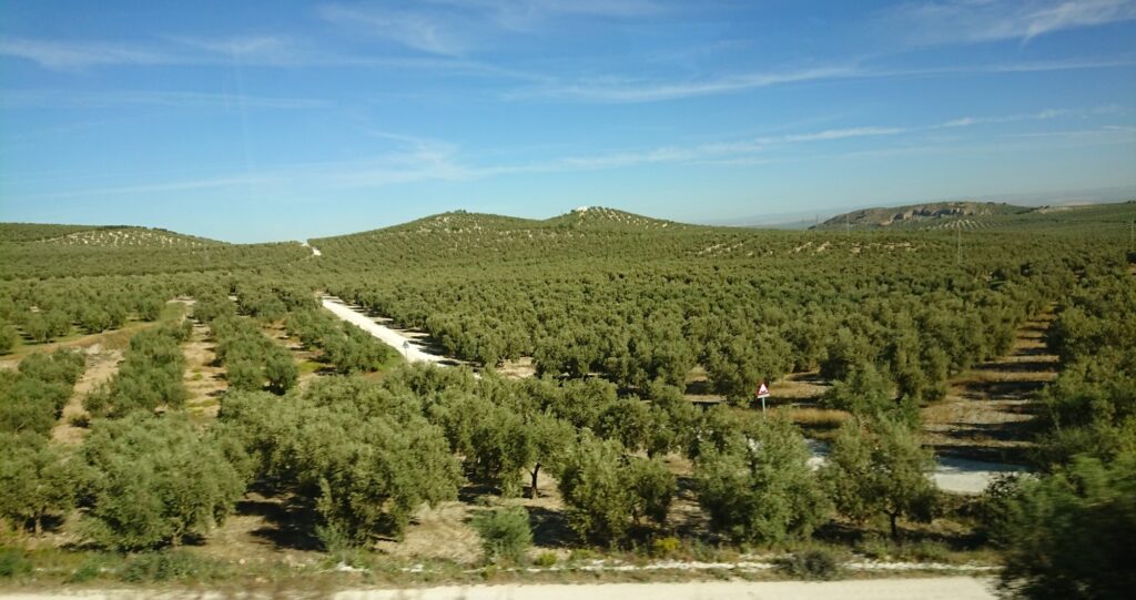Olivové plantáže v Andalusii