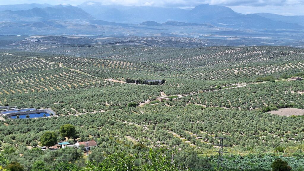 Jaén