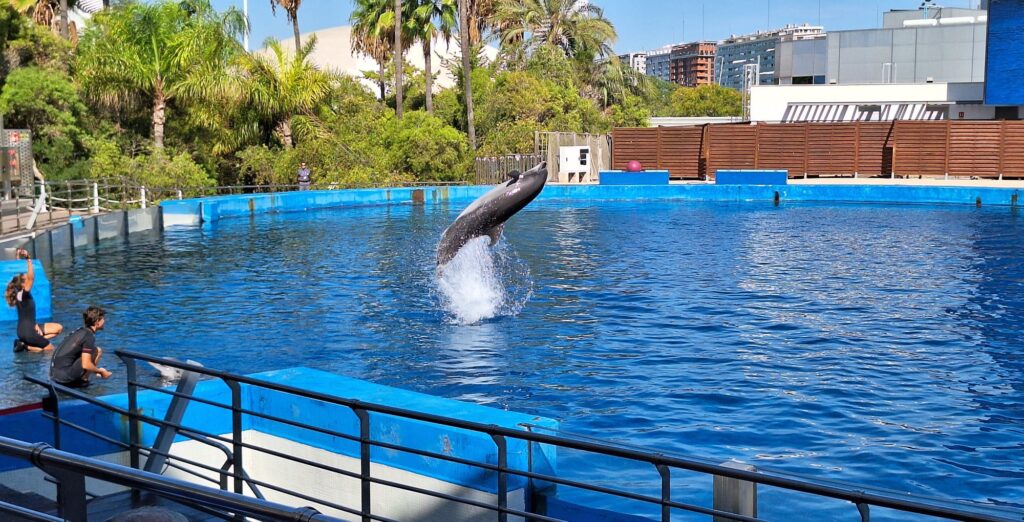 Valencie: delfíní show v Oceanogràficu